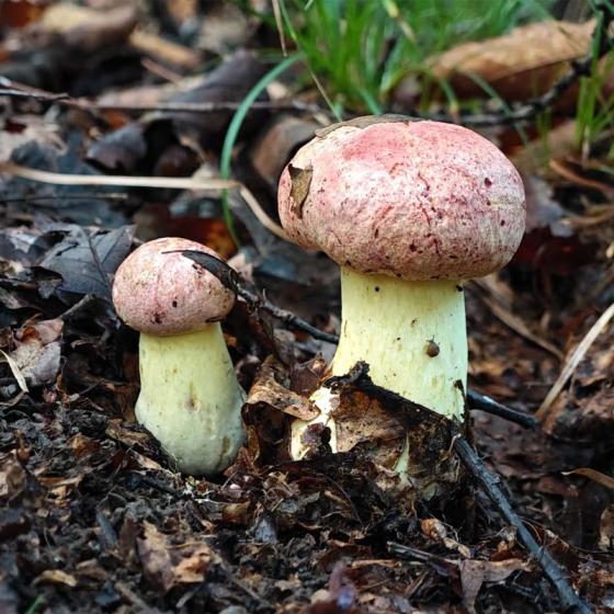White Onion Mushroom