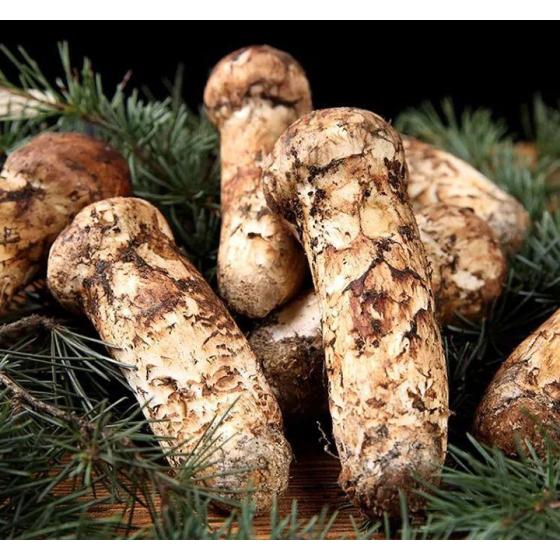Yunnan Shangri-La Fresh Matsutake Mushrooms