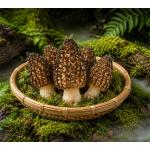 Morel