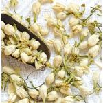 Jasmine Flower