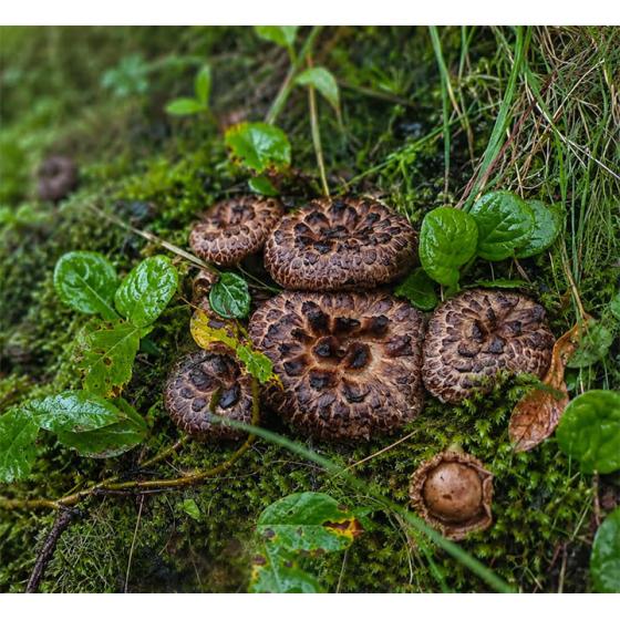 Tiger Palm Mushroom