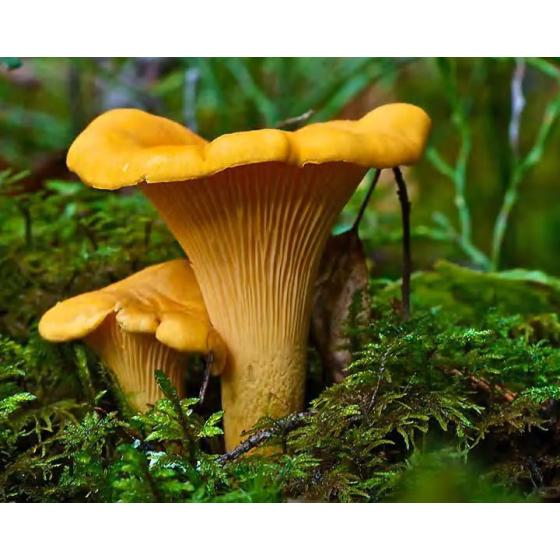 Chanterelle