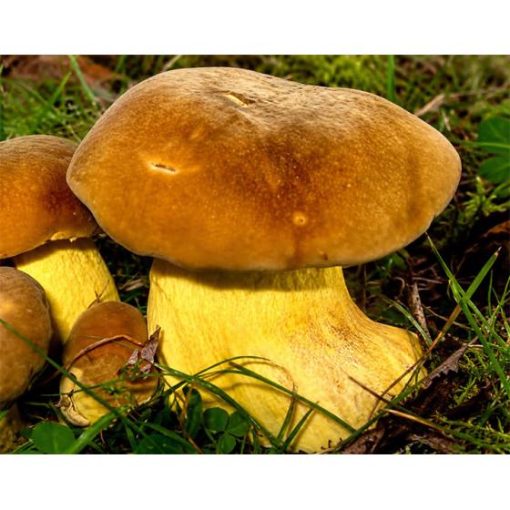 Yellow Bolete