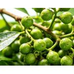 Litsea Cubeba