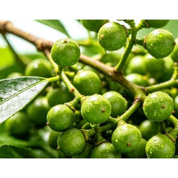Litsea Cubeba