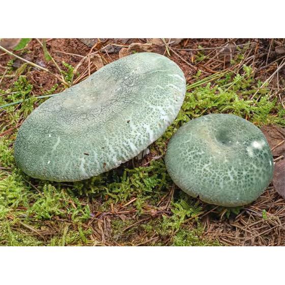Green Russula