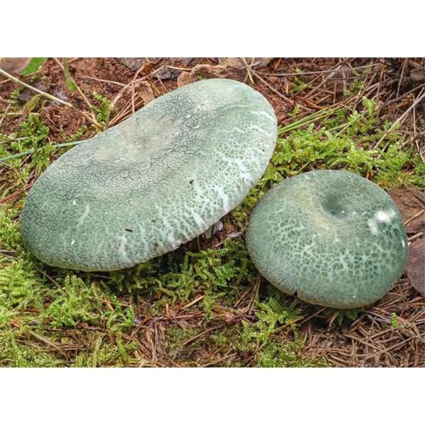 Green Russula