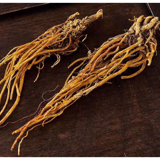 Yunnan Gentian
