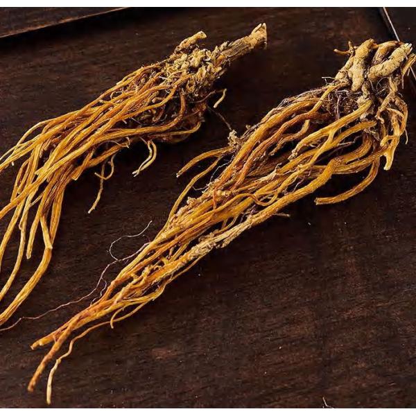 Yunnan Gentian