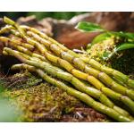 Dendrobium Stems