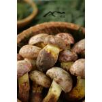 White Onion Mushroom