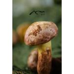 White Onion Mushroom