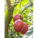 Tamarillo