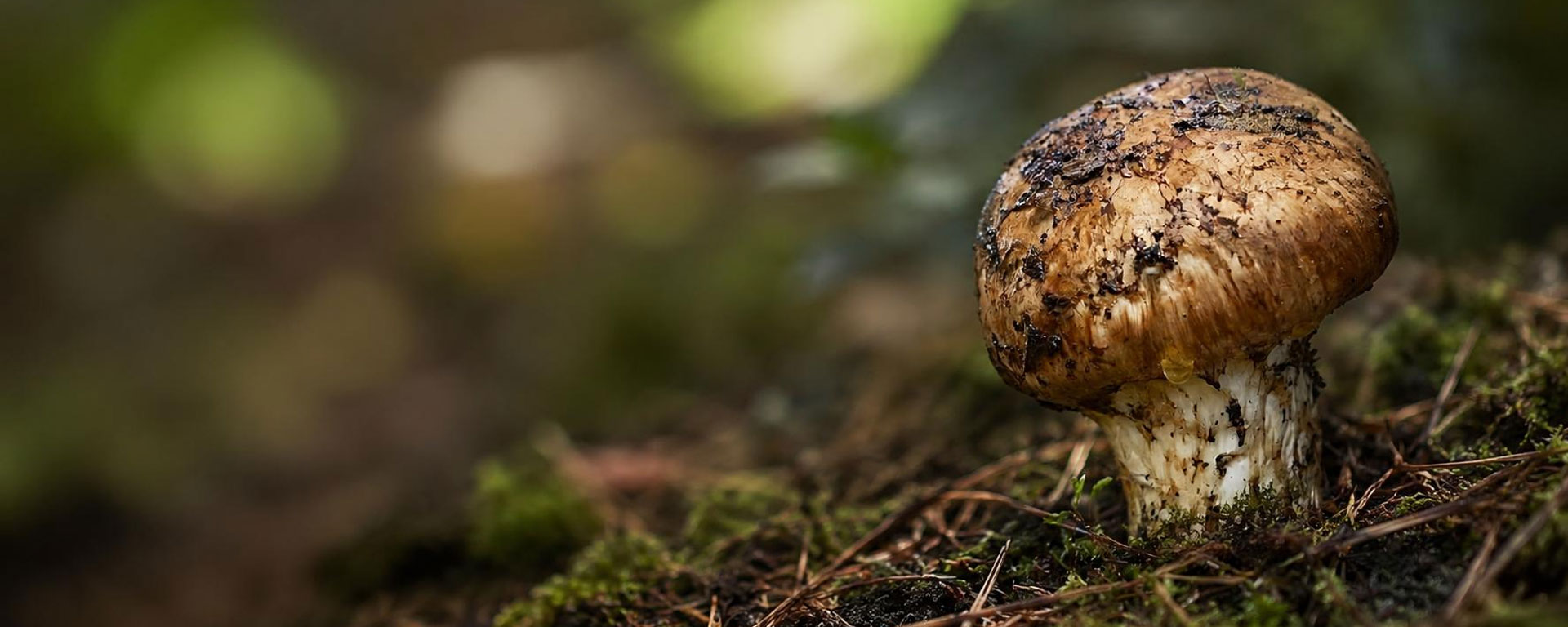 Natural Mountain Treasures From Shangri-La's Snowland Highlands